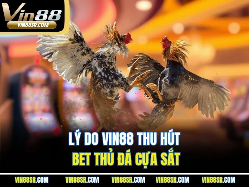 Lý do VIN88 thu hút bet thủ đá cựa sắt